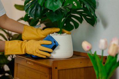 Genç bayan ev işi yapıyor, bir eş ailesinin evini temizliyor, ellerini temizlik spreyinden korumak için eldiven giyiyor, önlük takıyor ve tozları temizlemek için havlu kullanıyor.