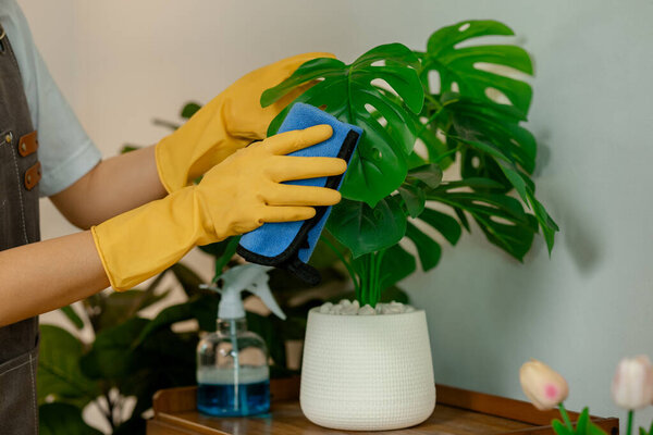 the young lady is doing housework, a wife is cleaning the house of her family, wearing gloves to protect her hands from cleaning spray, put apron and use towel to tidy up off dust