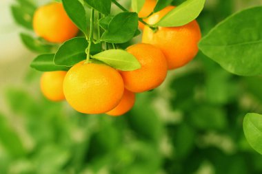 Closeup ripe orange fruit with leaves growing in the orchard.