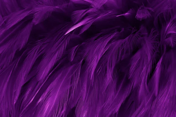 Beautiful Purple Bird Feathers Pattern Texture Background — Stock Photo, Image