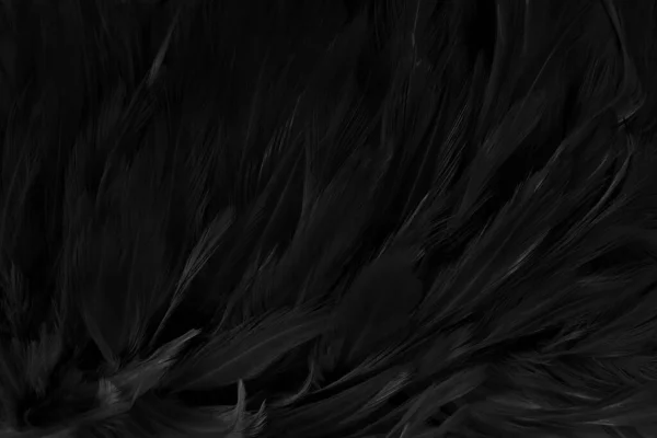 Mooie Zwarte Grijze Vogel Veren Patroon Textuur Achtergrond — Stockfoto