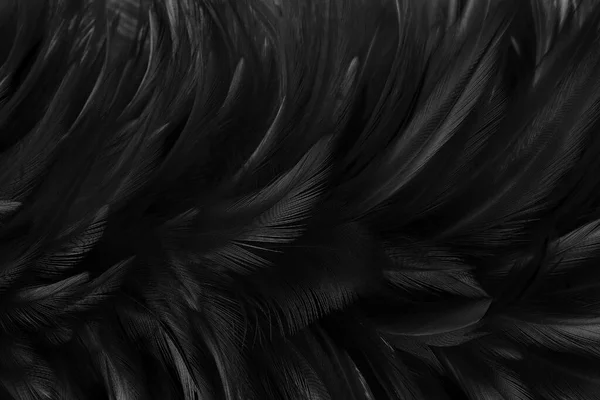 Schöne Schwarze Farbe Vogelfedern Muster Textur Hintergrund Stockbild