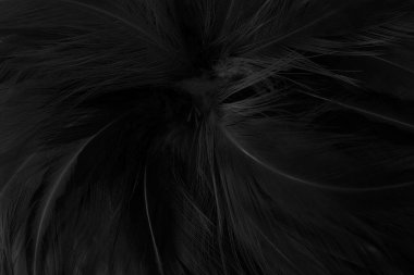 Güzel siyah gri kuş tüyü desen arkaplan.