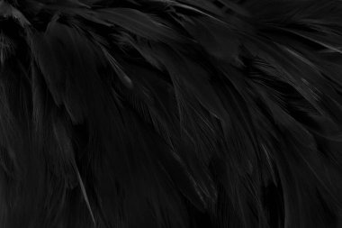 Güzel siyah gri kuş tüyü desen arkaplan.