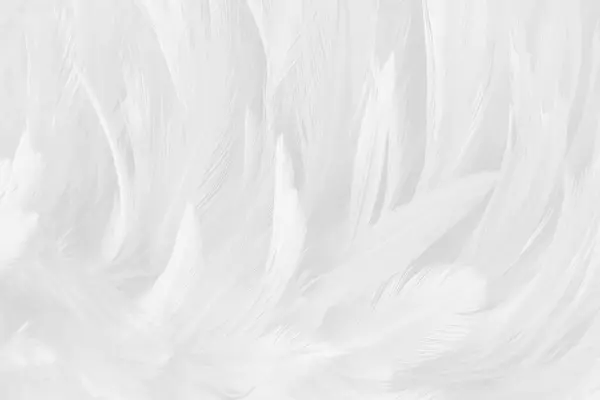 Mooie Witte Grijze Vogel Veren Patroon Textuur Achtergrond — Stockfoto