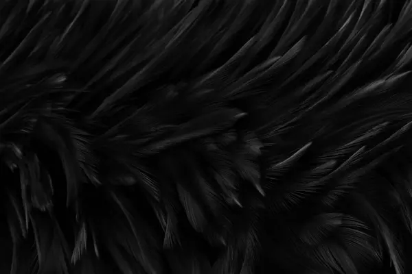 美しい黒灰色の鳥の羽のパターンのテクスチャの背景 — ストック写真