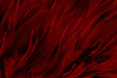 Güzel koyu kırmızı kuş tüyü desen arkaplan.