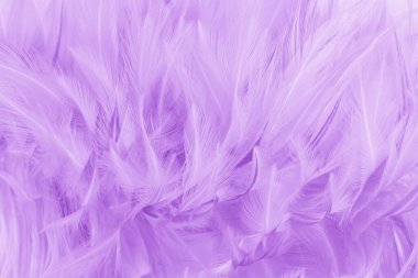 Arkaplan ve tasarım için mor renkli kuş tüyü deseni.