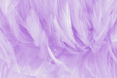 Arkaplan ve tasarım için mor renkli kuş tüyü deseni.