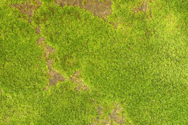 Arka plan için eski taş duvarda taze yeşil yosun deseni.