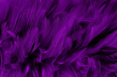 Güzel Mor kuş tüyü desen arkaplan.