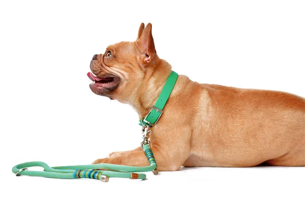 Red Fawn French Bulldog Dog Wearing Green Collar Rope Leash — Stock fotografie