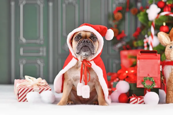 French Bulldog Dog Christmas Santa Claus Cape Front Green Wall — Stock Photo, Image