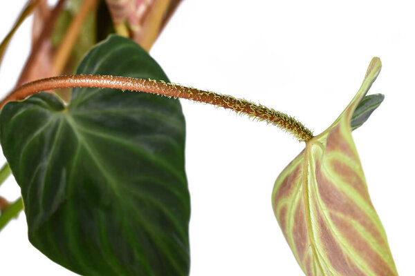Stem with hairy petiole of tropical 'Philodendron Verrucosum' houseplant on white background