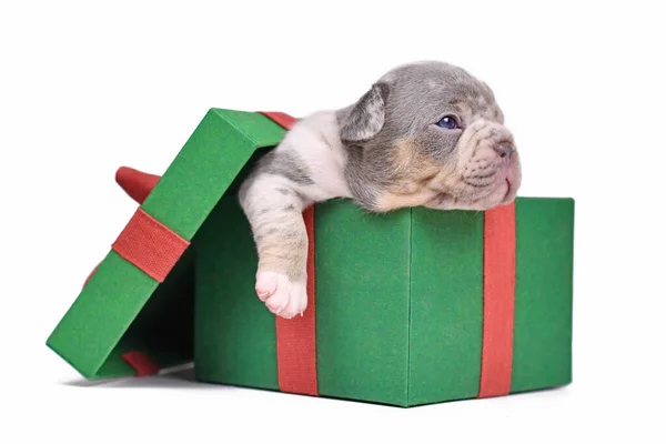 Stock image Blue merle tan French Bulldog dog puppy in green Christmas gift box on white background