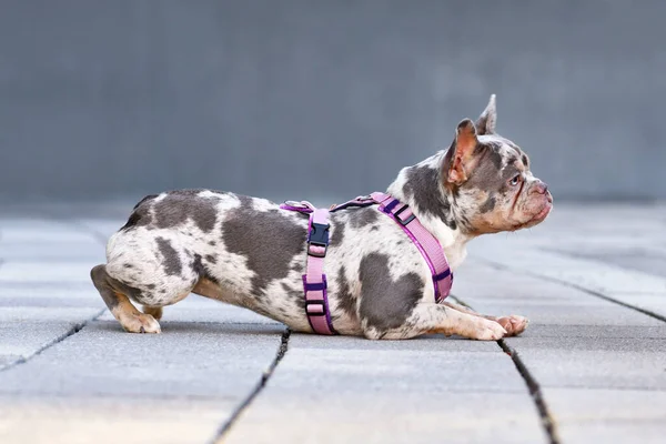 French Bulldog with pink dog harness lying down on ground