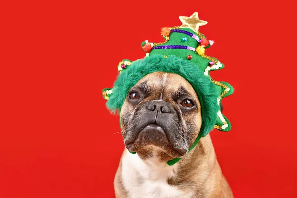 French Bulldog Dog Wearing Funny Christmas Tree Headband Red Background — Stock Photo, Image