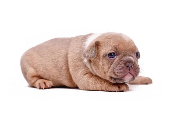 Rood Fawn Gekleurde Franse Bulldog Puppy Witte Achtergrond — Stockfoto