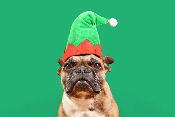 French Bulldog Dog Dressed Christmas Elf Costume Hat Front Green — Stock Photo, Image