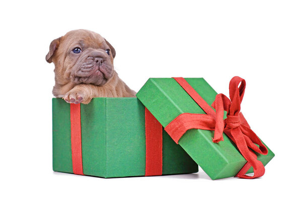 Cute blue fawn French Bulldog puppy peaking out of green Christmas gift box on white background