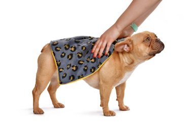 Fransız Bulldog 'u beyaz arka planda havluyla kurumaya bırakılıyor.