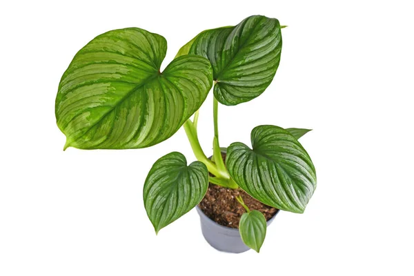 Tropical Philodendron Mamei Houseplant Silver Pattern Flower Pot White Background — Stock Photo, Image