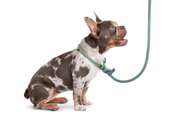 Merle Bronz Buldog Tasmalı Beyaz Arka Planda Köpek Tasması Var — Stok fotoğraf