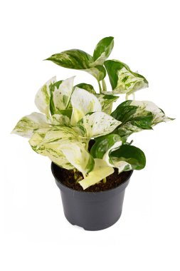 'Epipremnum Aureum Manjula' pothos çiçekli saksıda beyaz arka planda izole edilmiş.