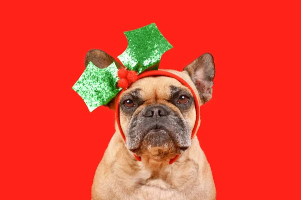 Fawn Colored French Bulldog Dog Christmas Mistletoe Headband Red Background — Stock Photo, Image