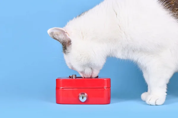Bílý Mazlíček Kočka Vyšetření Zamčené Červené Pokladny — Stock fotografie