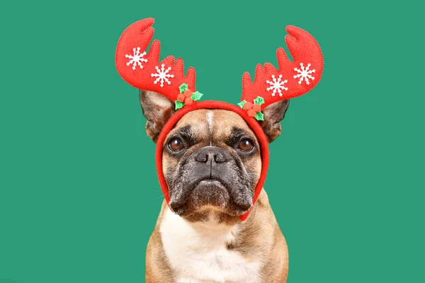 Fawn French Bulldog Wearing Red Christmas Reindeer Antler Headband Front — стоковое фото