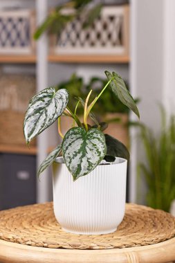 Küçük egzotik 'Philodendron Brandtianum' ev bitkisi. Masanın üzerindeki yapraklarda gümüş desenler var. 