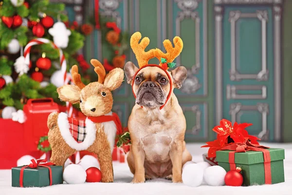 Cute French Bulldog dog with costume reindeer headband with antlers sitting next to Christmas decoration in front of green wall