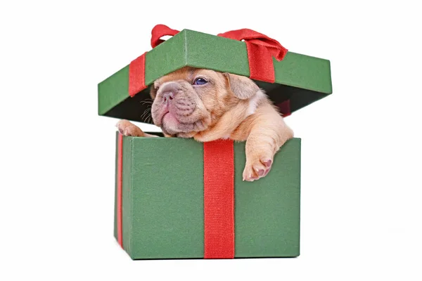 French Bulldog Puppy Peaking Out Green Christmas Gift Box White — Stock Photo, Image