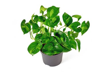 Tropical 'Epipremnum Global Green' houseplant in flower pot on white background clipart