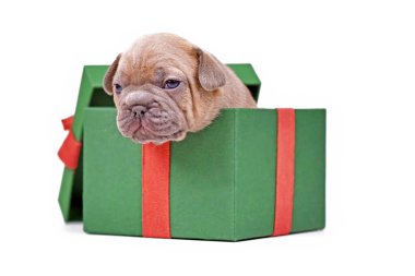 Mavi geyik yavrusu, beyaz arka planda yeşil Noel hediye kutusundan fırlayan Fransız Bulldog köpeği yavrusu.