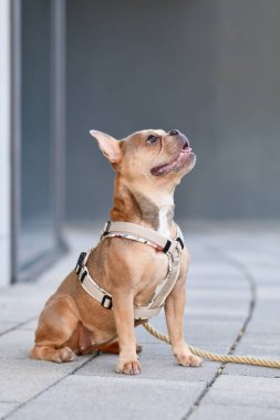 Mavi kırmızı geyik, gri duvarın önünde köpek koşumuyla Fransız Buldog 'u.