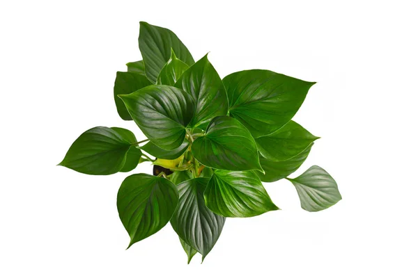 Draufsicht Auf Tropische Homalomena Rubescens Emerald Gem Zimmerpflanze Auf Weißem — Stockfoto
