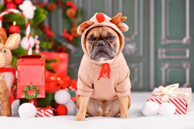 Huysuz Noel ren geyiği köpeği. Yeşil duvarın önünde boynuzlu Fransız Bulldog 'u Noel ağacının yanında oturuyor.