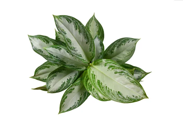 白色背景的银纹热带 室内植物概览 — 图库照片