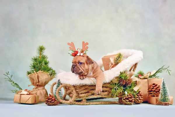 Cute French Bulldog Dog Puppy Christmas Sleigh Carriage Surrounded Seasonal — Stock Photo, Image