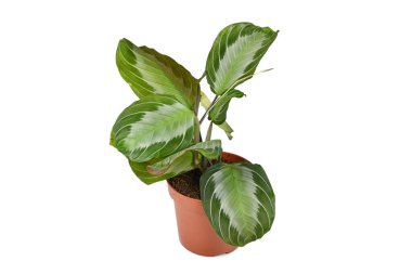 Beyaz arka planda çiçek saksısında 'Maranta Leuconeura Silver Band' bitkisi