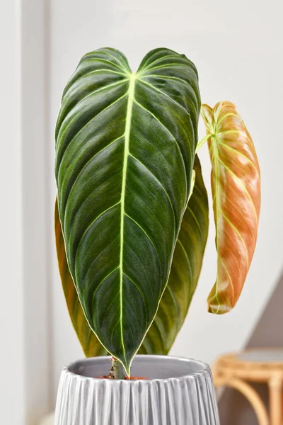 Dlouhý List Tropické Philodendron Melanochrysum Pokojové Rostliny — Stock fotografie