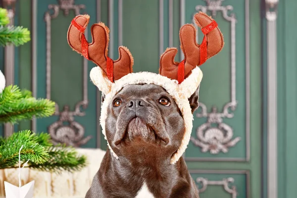 Retrato Cão Bulldog Francês Com Chifres Traje Rena Natal — Fotografia de Stock