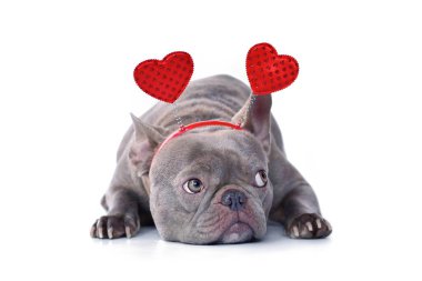 Leylak renginde Fransız Bulldog Sevgililer Günü saç bandı takıyor ve beyaz arka planda kalpler var.