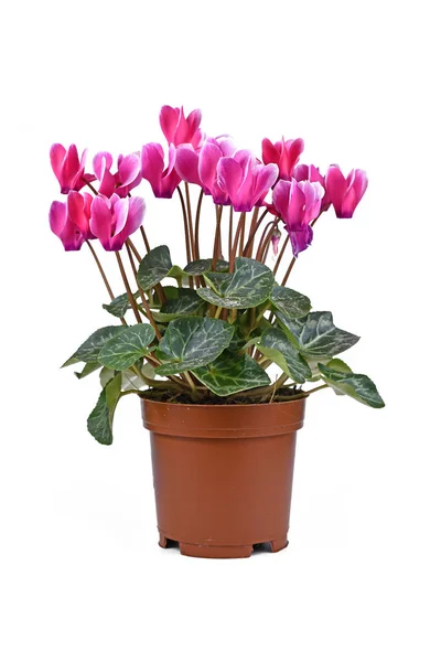 Blooming Cyclamen Persicum Plant Pink Flowers Pot White Background — Foto de Stock