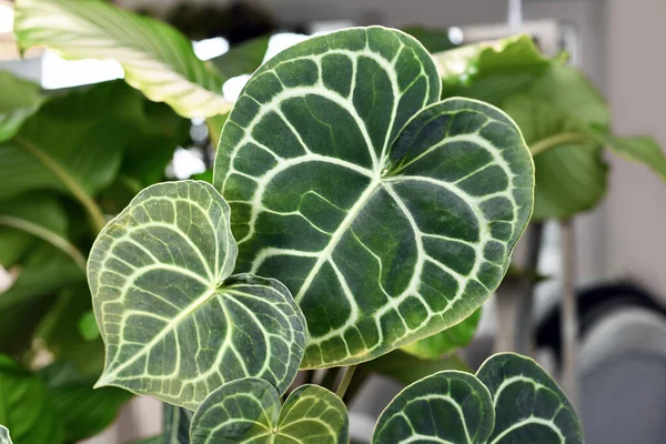 Beautiful Leaves White Lace Pattern Veins Exotic Anthurium Clarinervium Houseplant —  Fotos de Stock
