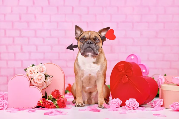 Cute Valentine\'s day dog. French Bulldog with  love arrow headbands surrounded by pink and red seasonal decoration like gift boxes and rose flowers