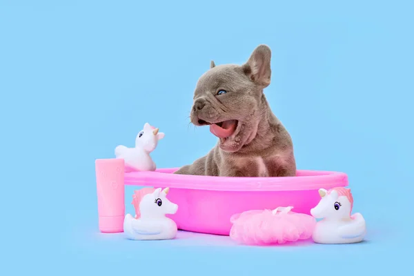 Sbadigliare Cane Bulldog Francese Cucciolo Nella Vasca Bagno Rosa Con — Foto Stock