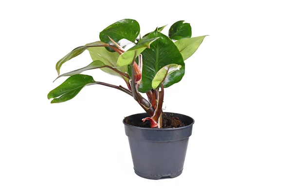 stock image Tropical 'Philodendron White Knight' houseplant with white variegation spots on white background